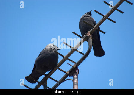 Crows on Aerial Hook Norton Oxfordshire Banque D'Images