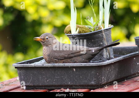 Blackbird lavage dans le bac de jardin Banque D'Images