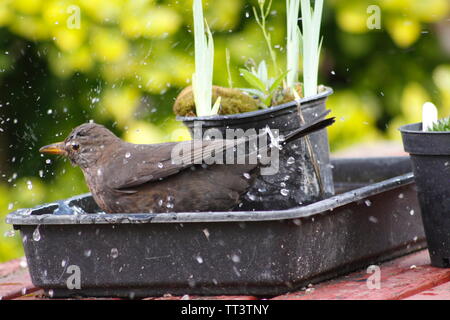 Blackbird lavage dans le bac de jardin Banque D'Images