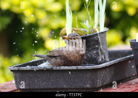 Blackbird lavage dans le bac de jardin Banque D'Images