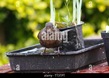 Blackbird lavage dans le bac de jardin Banque D'Images
