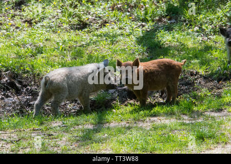 Hairy rares 'sheep hongrois digitale" Mangalitsa race. Banque D'Images