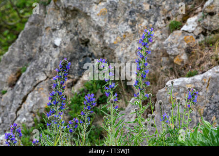 La vipère (Vipérine commune Echium vulgare) Banque D'Images