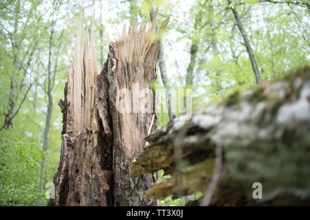 La souche d'un hêtre vieux pourris arbre abattu par le vent. Focus sélectif. Banque D'Images