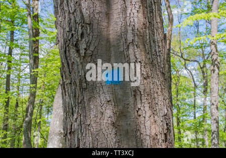 Vieux Chêne marqué avec de la peinture bleue dans les bois. Banque D'Images