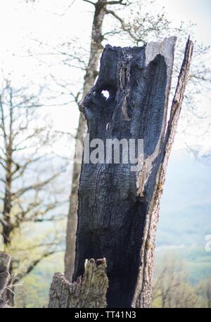 Tronc de l'arbre brûlé dans les bois. Banque D'Images