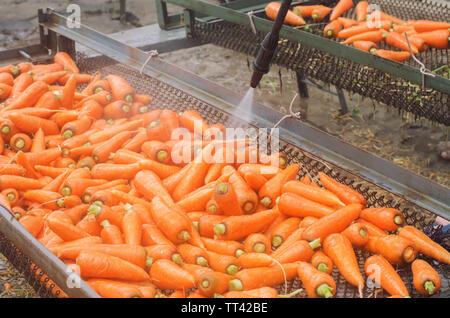 Le processus de nettoyage à l'aide de carottes de la haute pression. Les carottes fraîchement récolté. La récolte d'été. L'agriculture. L'agriculture. L'agro-industrie. Eco friendly Banque D'Images