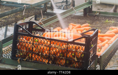 Le processus de nettoyage à l'aide de carottes de la haute pression. Les carottes fraîchement récolté. La récolte d'été. L'agriculture. L'agriculture. L'agro-industrie. Eco friendly Banque D'Images