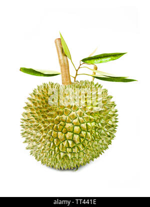 Durian fruit et feuilles vert isolé sur fond blanc. Banque D'Images