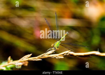 Demoiselle (Lestes sponsa Emeraude) - Ombrie, Italie Banque D'Images