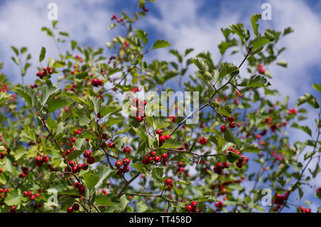 Avec de nombreux arbustes aubépine rouge baies et feuilles vertes dans le fond du ciel bleu Banque D'Images