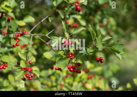 Branche avec des baies d'aubépine rouge vif et des feuilles vertes sur fond de feuillage vert Banque D'Images