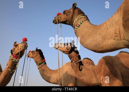 Les chameaux décorés sur le chameau de Pushkar Fair, Rajasthan, Inde Banque D'Images