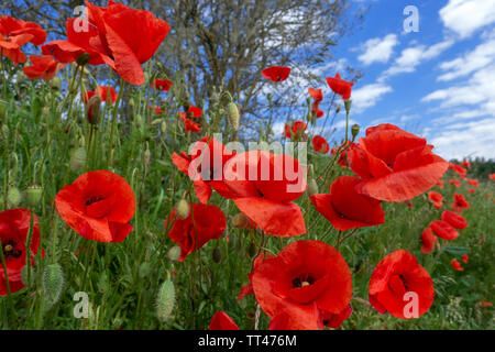 Le maïs rouge coquelicots sur une pente Banque D'Images