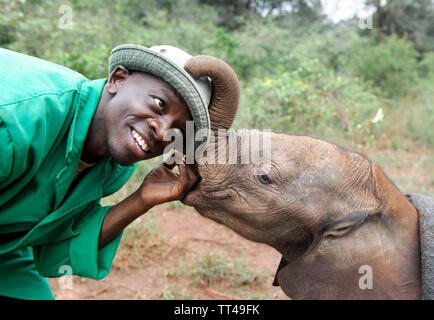 Bébés éléphants orphelins au David Sheldrick Wildlife Trust à Nairobi Kenya Banque D'Images