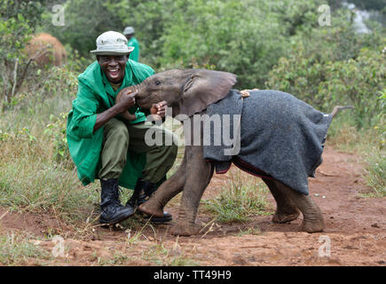 Bébés éléphants orphelins au David Sheldrick Wildlife Trust à Nairobi Kenya Banque D'Images