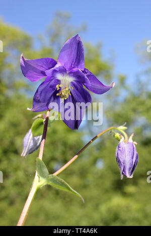 Fleur pourpre Aquilega vulgaris Banque D'Images