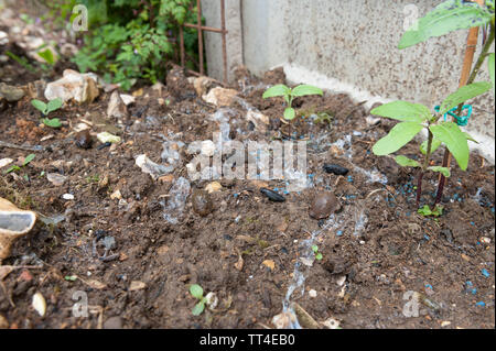Les molluscicides granulés à limaces interdit par le DEFRA à partir du printemps 2020 risque inacceptable pour les oiseaux et les mammifères, l'eau s'accumule à grande échelle l'utilisation agricole de table Banque D'Images