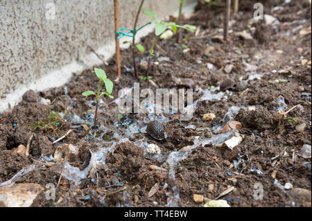 Les molluscicides granulés à limaces interdit par le DEFRA à partir du printemps 2020 risque inacceptable pour les oiseaux et les mammifères, l'eau s'accumule à grande échelle l'utilisation agricole de table Banque D'Images