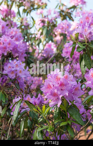 Jolie comme elle est, une des espèces envahissantes que spieces a colonisé l'ensemble de Bretagne et l'Europe d'être une mode à partir de la 18e siècle, Rhododendron ponticum Banque D'Images