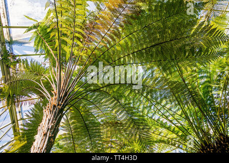 Fougères dans les fougères et fossiles chambre au Royal Botanic Garden, Édimbourg, Écosse. Banque D'Images