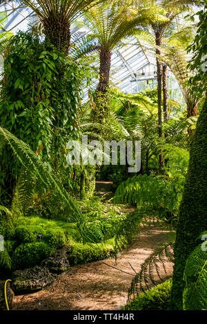 Fougères dans les fougères et fossiles chambre au Royal Botanic Garden, Édimbourg, Écosse. Banque D'Images
