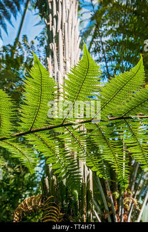 Fougères dans les fougères et fossiles chambre au Royal Botanic Garden, Édimbourg, Écosse. Banque D'Images