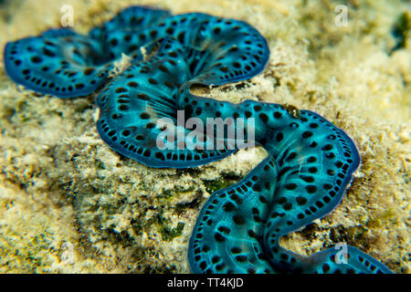 Tridacna clam de avec manteau bleu brillant dans les bas-fonds de l'île de Huahine, Polynésie Française Banque D'Images