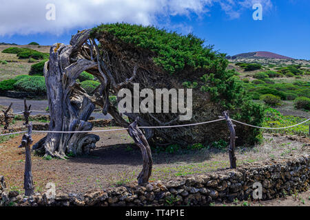 Phoenicean arbre genévrier (Juniperus phoenicea canariensis), avec ciel bleu et quelques nuages de fond, El Sabinar paysage, El Hierro, îles Canaries Banque D'Images