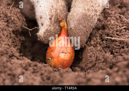 Main dans la main la plantation d'oignons dans le potager Banque D'Images