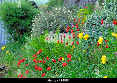 Geum rouge Mme J. Bradshaw geums en fleur dans le jardin avec des frontières herbacées gallois jaune et violet coquelicots géraniums Wales UK Grande-bretagne KATHY DEWITT Banque D'Images