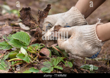 Les mains dans les gants de retirer les vieilles feuilles de la fraises dans le jardin Banque D'Images