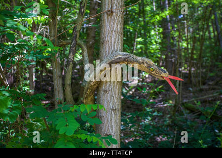 Aus einem Ast geschnitzte Schlange am Waldgeisterweg, Oberotterbach Südliche Weinstrasse, Rheinland-Pfalz, Deutschland | serpent sculpté, sur un tronc d'arbre Banque D'Images