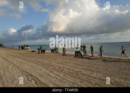 Le nettoyage de la plage d'algues sur la plage de Bavaro Punta Cana, République Dominicaine Banque D'Images