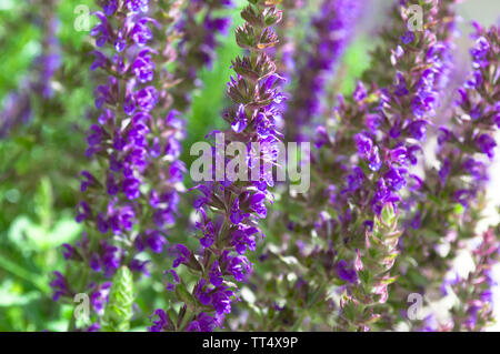 Fresh bleu et violet fleurs de la sauge fleurit dans le domaine en vert. Vue avant close up. Banque D'Images