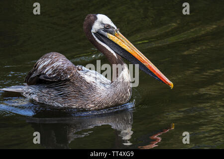 Pelican péruvienne / Humboldt Pélican brun (Pelecanus thagus) Nager dans le lac, des autochtones au Chili et au Pérou Banque D'Images