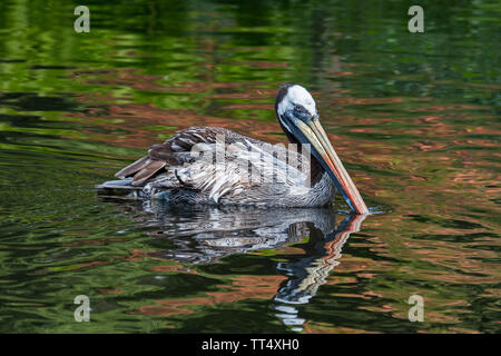 Pelican péruvienne / Humboldt Pélican brun (Pelecanus thagus) Nager dans le lac, des autochtones au Chili et au Pérou Banque D'Images