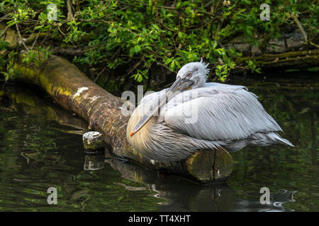 Pélican frisé (Pelecanus crispus) reposant sur le tronc d'arbre tombé sur le lac, originaire d'Europe et d'Asie Banque D'Images