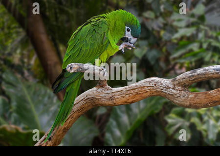 Red-shouldered macaw (Diopsittaca nobilis) perché dans l'arbre d'Amérique du Sud, originaire de Parrot le Venezuela, la Guyane, la Bolivie, le Brésil, et au Pérou Banque D'Images