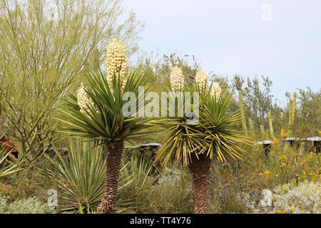 Doté d''un paysage désertique très yuccas du désert de Mojave, tagètes, divers arbustes, et un arbre Palo Verde en Arizona, États-Unis Banque D'Images