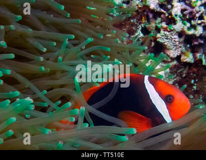 Une tomate, poissons clowns (Amphiprion frenatus) Banque D'Images