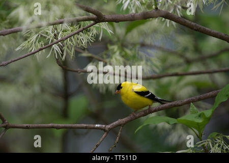 UNITED STATES - 9 mai 2016 : : : Chardonneret jaune Carduelis tristis. (Douglas Graham / WLP) Banque D'Images