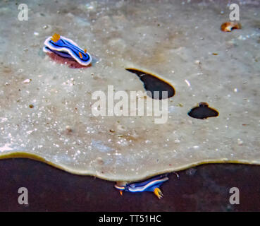 Un Loch (Chromodoris lochi Chromodoris's) Banque D'Images