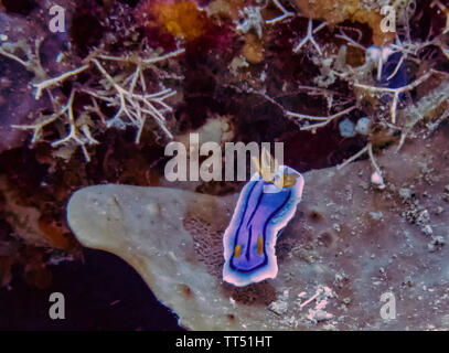 Un Loch (Chromodoris lochi Chromodoris's) Banque D'Images