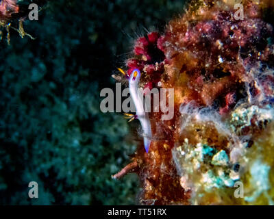 Un Hypselodoris bullockii nudibranch sur un récif aux Philippines Banque D'Images