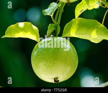 Fruit de la passion jaune sur la vigne, le fruit de la passion est le fruit d'un certain nombre de plantes dans la famille passiflore, Banque D'Images