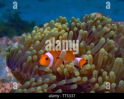 La politique ou faux poissons clowns (Amphiprion ocellaris) dans une anémone à El Nido, Palawan Banque D'Images