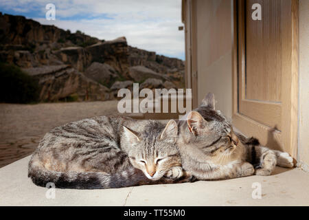 Deux chatons dormir paisiblement près de l'entrée de l'UNESCO World Heirtage s'asseoir de paysage culturel d'art rupestre de Gobustan près de Bakou, Azerbaïdjan Banque D'Images