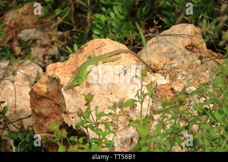 Lézard vert, des Balkans Lacerta trilineata, la Crète en Grèce Banque D'Images