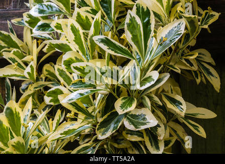 Euonymus japonicus bravo poussant dans un jardin privé. Banque D'Images